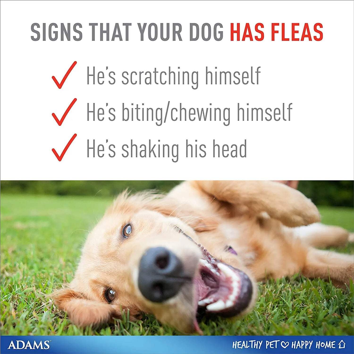 Adams Plus Flea  Tick Collar for Large Dogs  Puppies