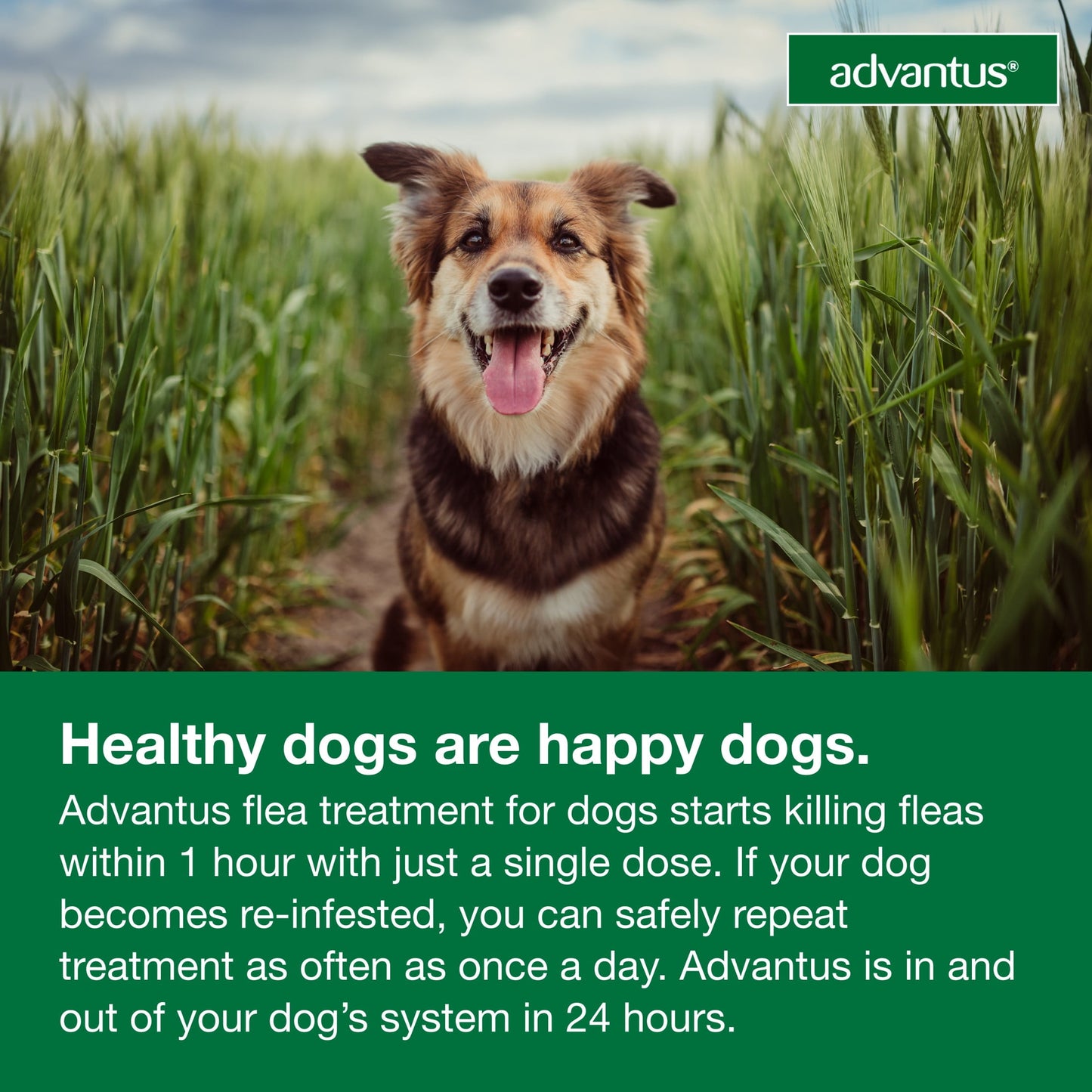(2 pack) Advantus Chewable Flea Treatment for Dogs 4 - 22 lbs. | 30 Soft Chews