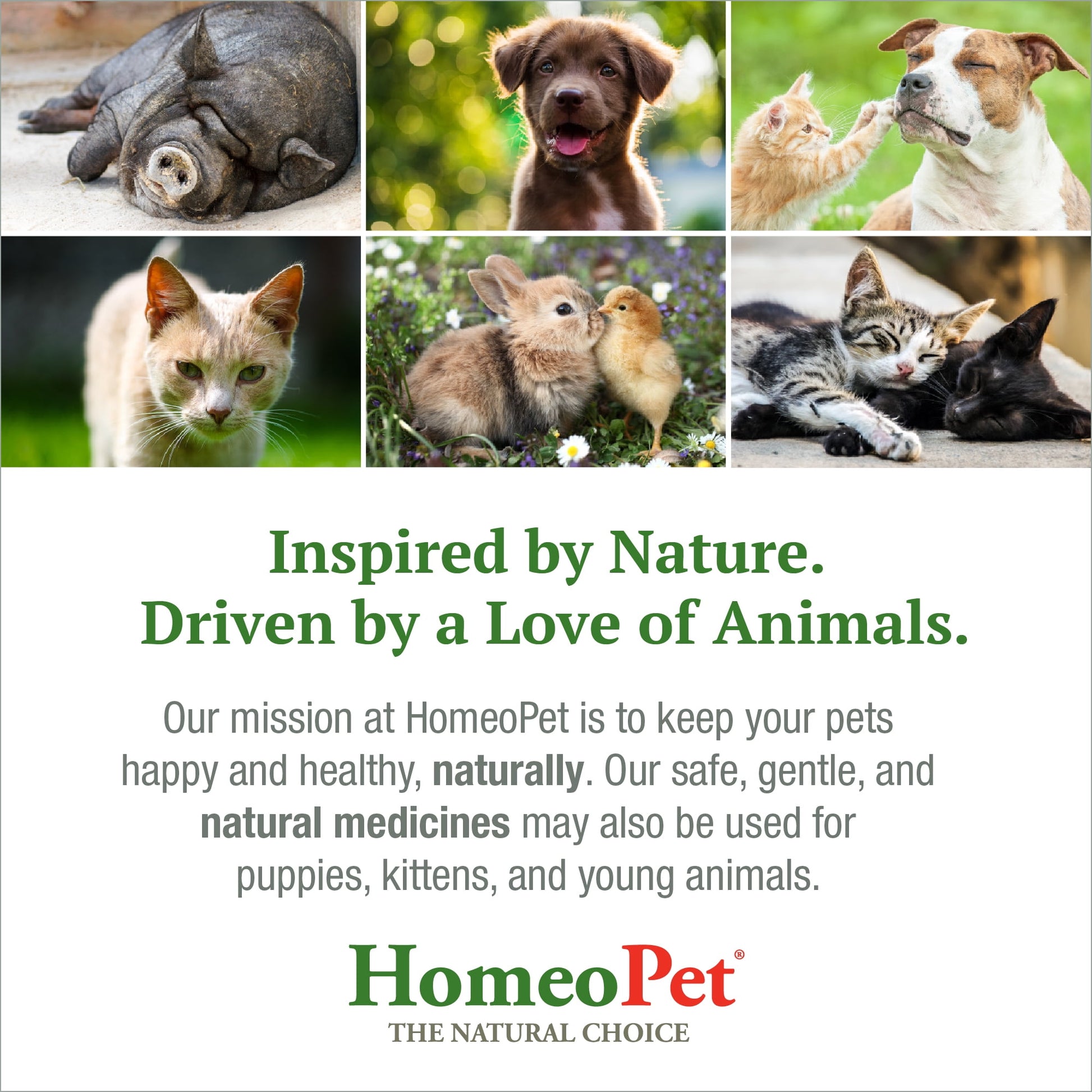 HomeoPet WRM Clear Broad-Spectrum Multispecies Parasite Treatment Solution, 15-Milliliter Bottle