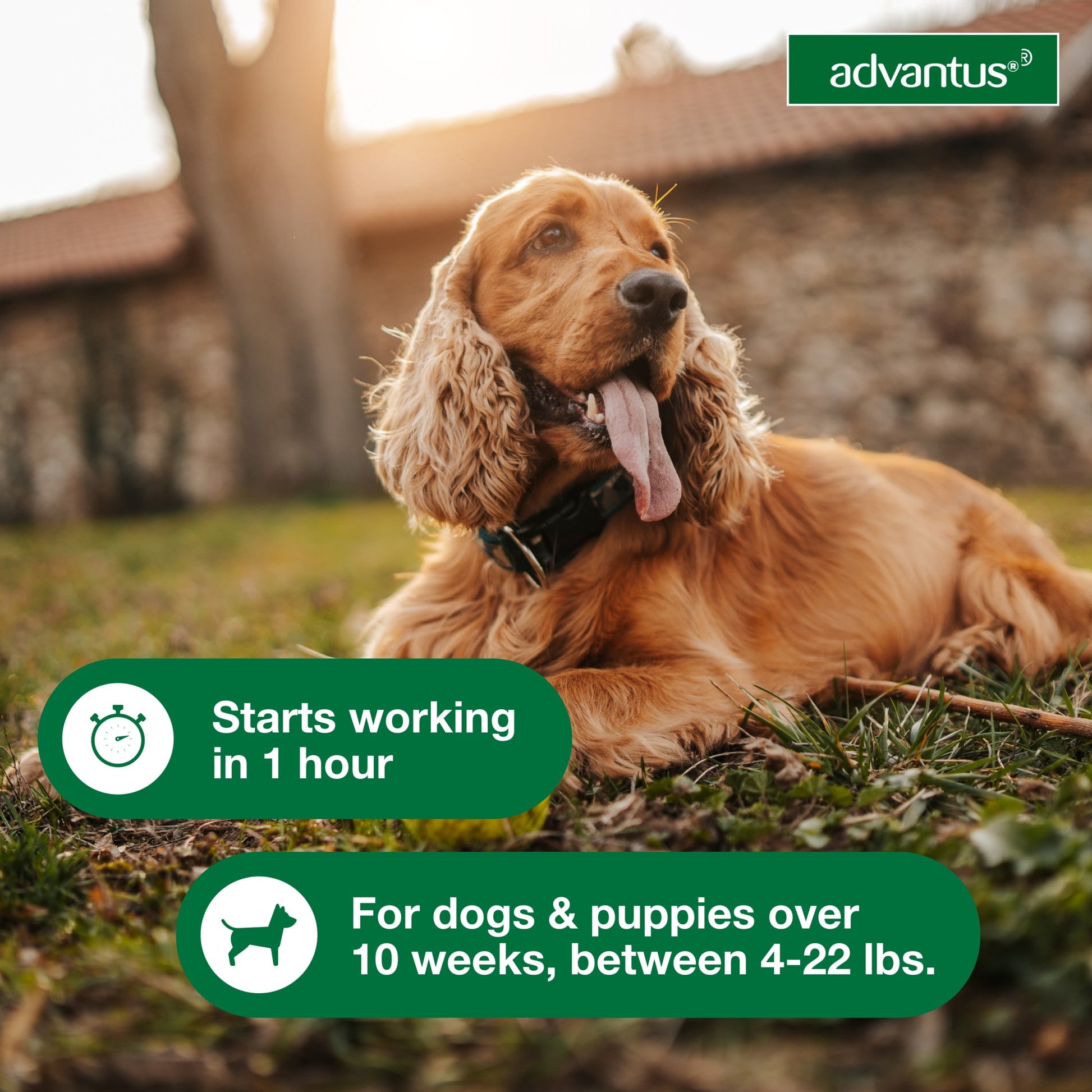 (2 pack) Advantus Chewable Flea Treatment for Dogs 4 - 22 lbs. | 30 Soft Chews