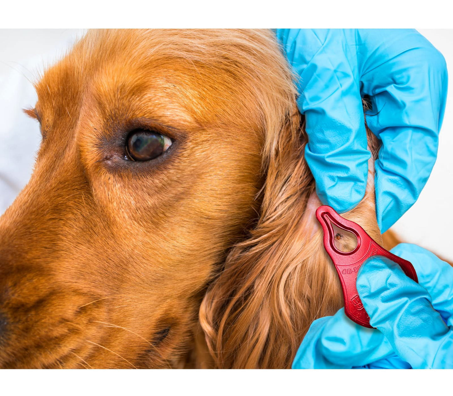PMCAF Tick Remover Tool 3-Pack, Safe & Quick for Pets, Animals, and Humans, Outdoor Essential