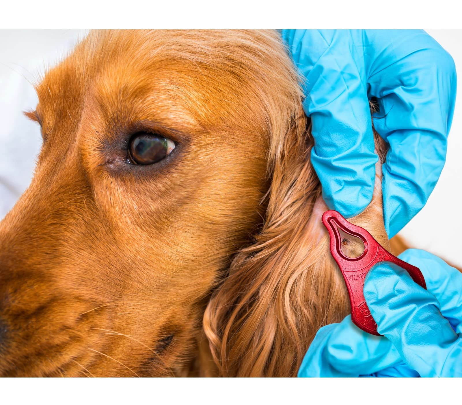 PMCAF Tick Remover Tool 3-Pack, Safe & Quick for Pets, Animals, and Humans, Outdoor Essential