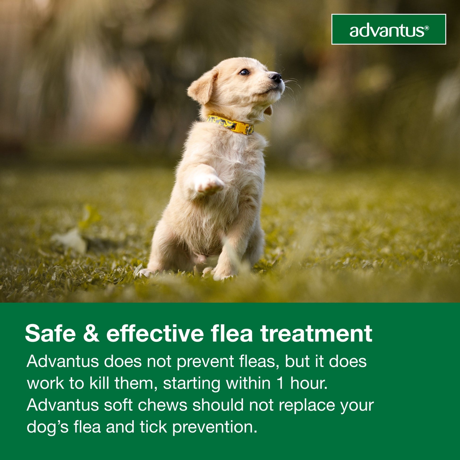 (2 pack) Advantus Chewable Flea Treatment for Dogs 4 - 22 lbs. | 30 Soft Chews